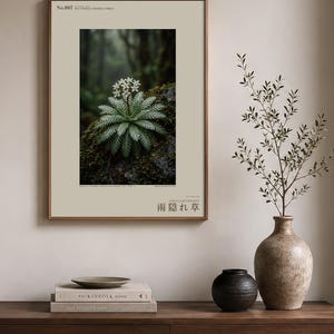 Rainfold Herb Specimen Photograph – Pluvifolia neozelandica (Digital Download) image 3