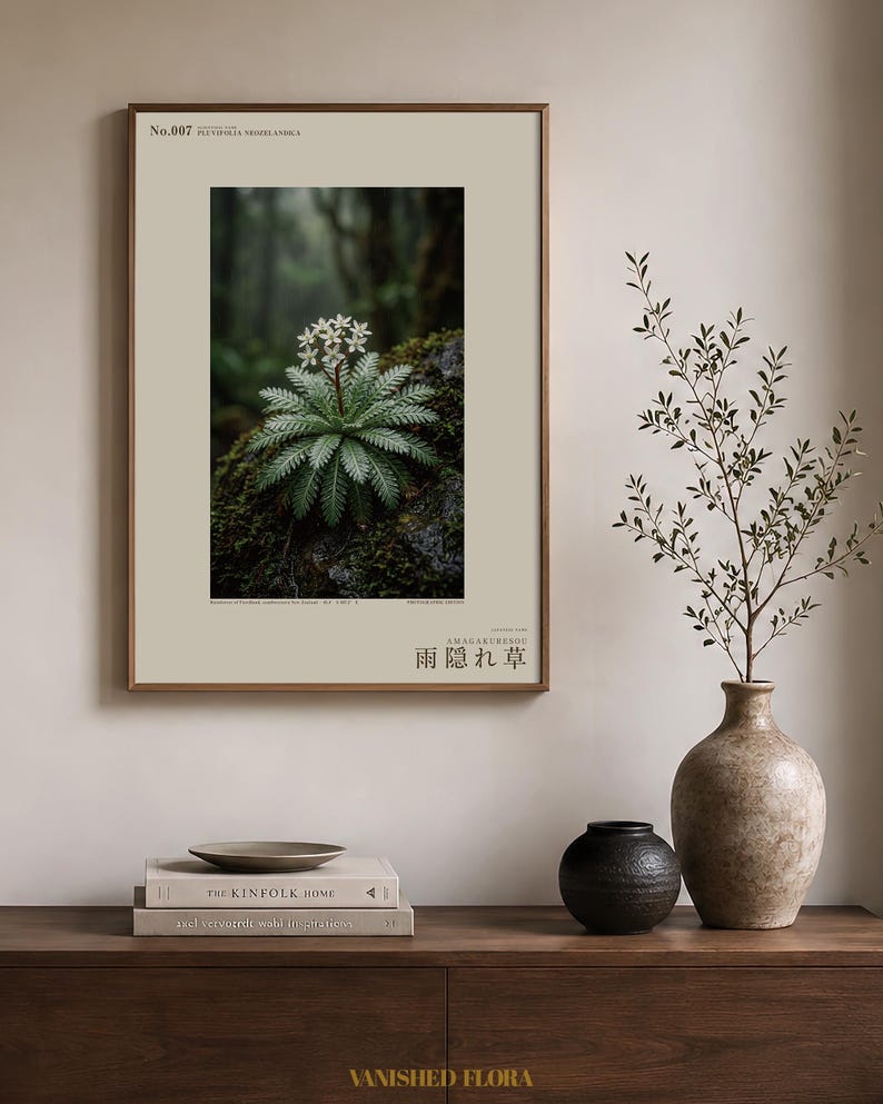 Rainfold Herb Specimen Photograph – Pluvifolia neozelandica (Digital Download) image 3