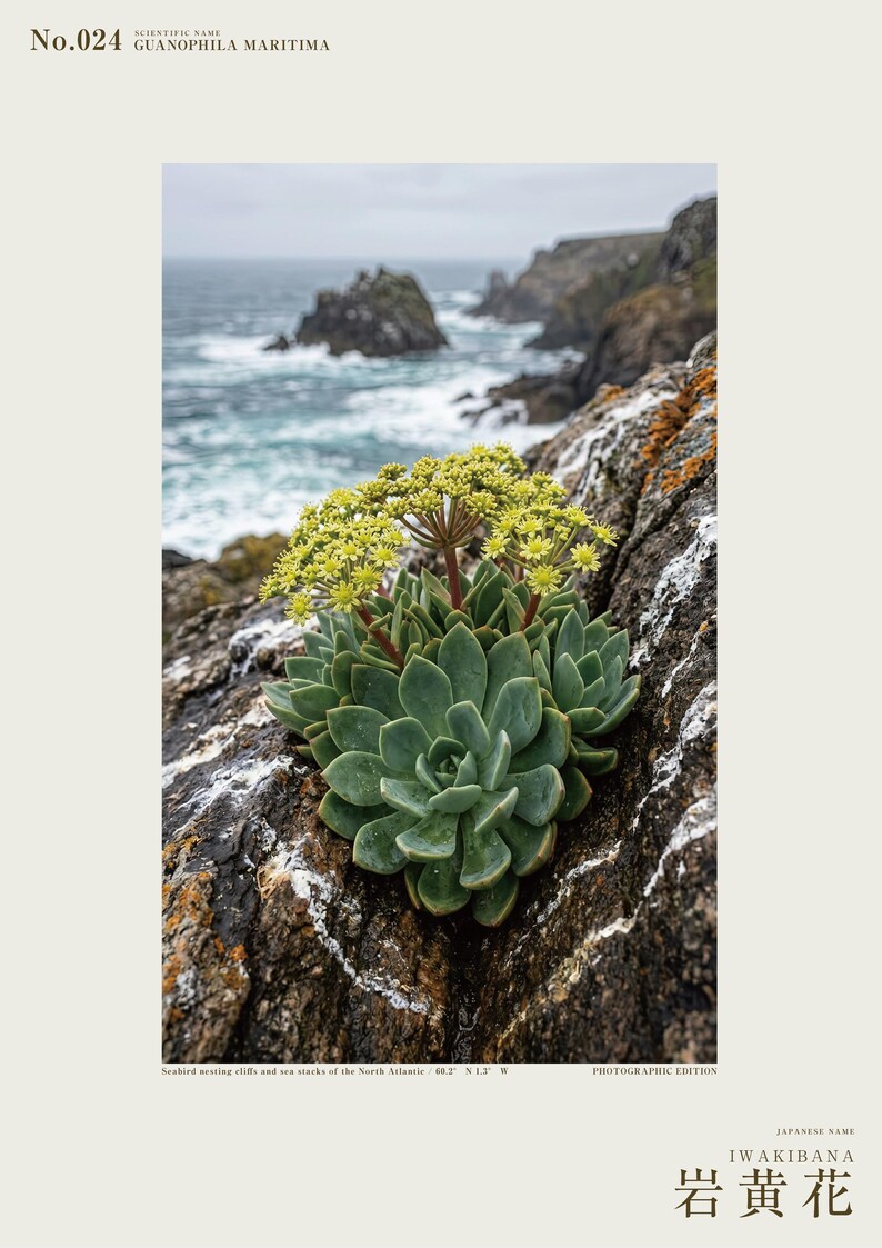 Seabird Cliffbloom Archive Photograph — Extinct Yellow Daisy of the Seabird Stacks, Guanophila maritima, Cottagecore Decor image 2