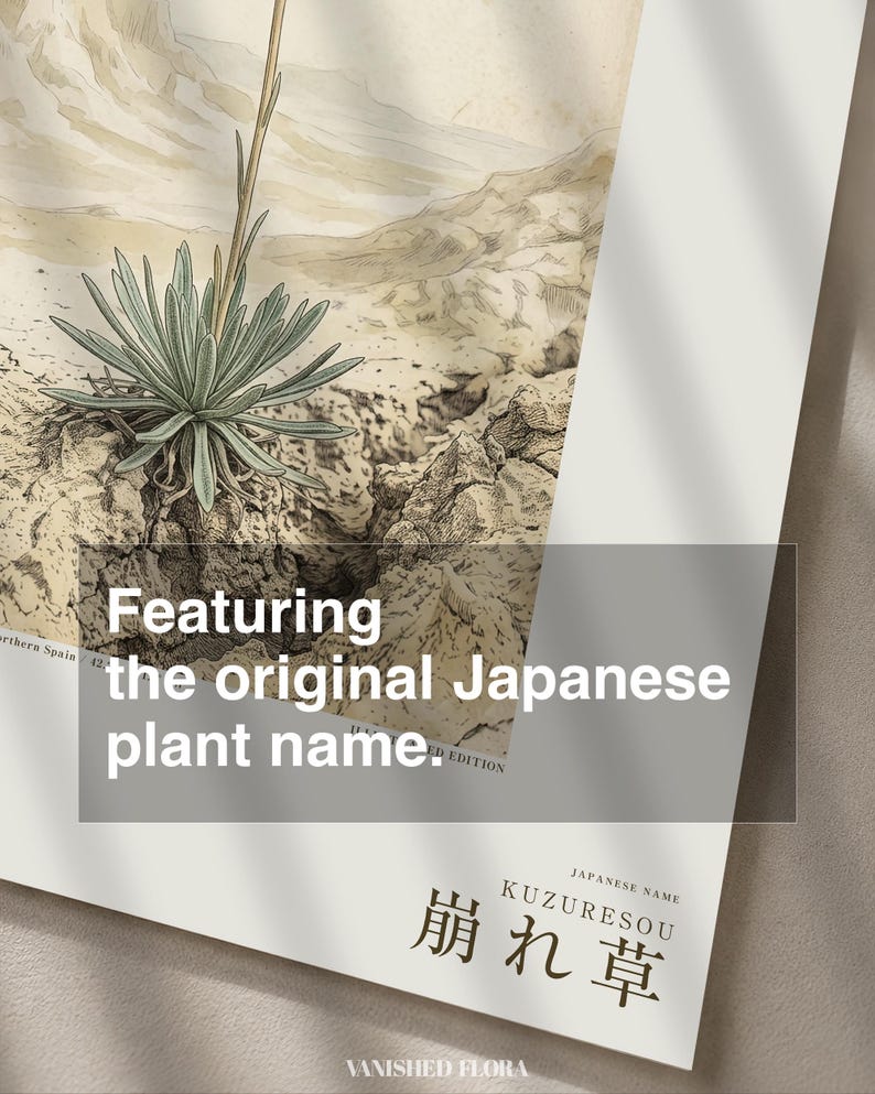 Crumbling-edge Herb Botanical Print – Extinct Bardenas Badlands Flora (Digital Download) image 6