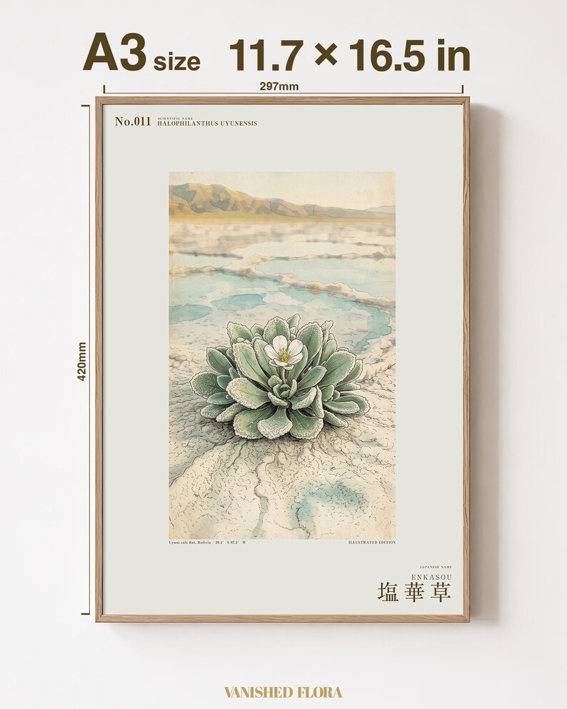 Salt Ember Specimen Print – Imaginary Uyuni Salt Flat Flower, Botanical Study (Digital Download) image 5