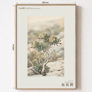 Socotran Bloodtear Print – Extinct Succulent Botanical Art (Digital Download) image 5