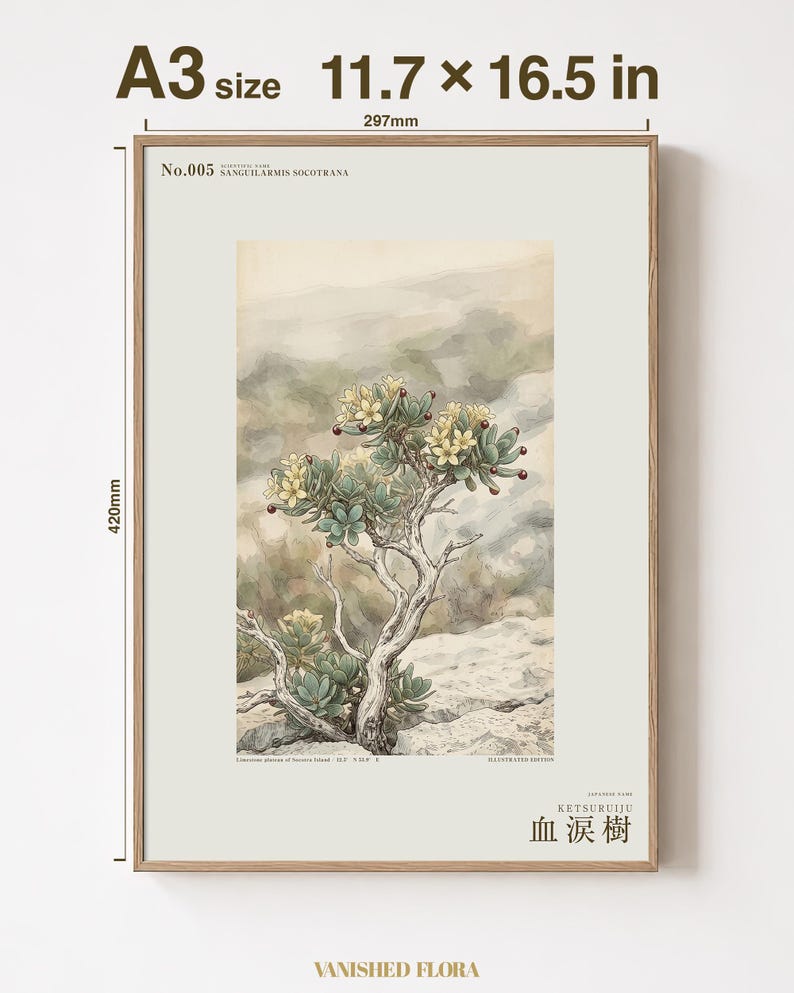 Socotran Bloodtear Print – Extinct Succulent Botanical Art (Digital Download) image 5
