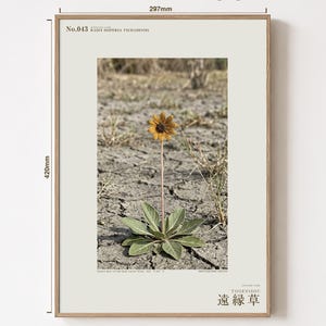 Fotografi av spridd ört – Radix dispersa tschadensis, sjötschadblomma (digital nedladdning) bild 5
