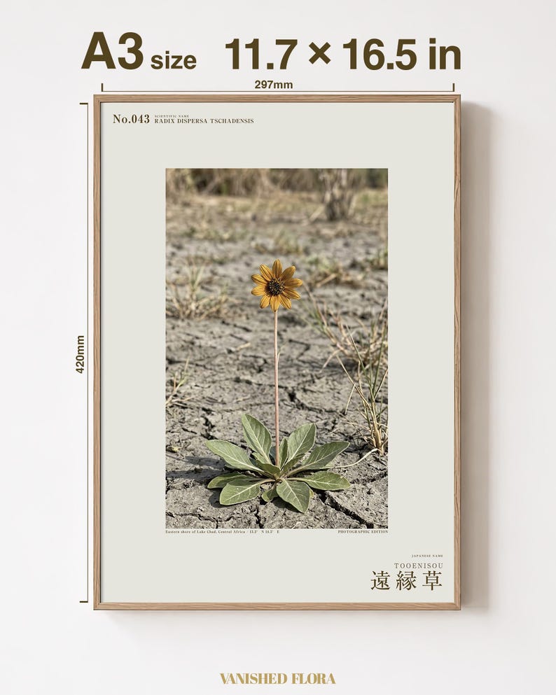 Fotografi av spridd ört – Radix dispersa tschadensis, sjötschadblomma (digital nedladdning) bild 5