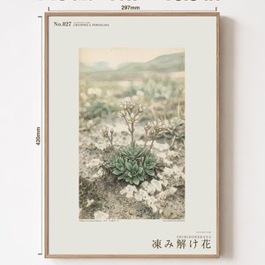 Fictional Thaw Bloom Herbarium Plate – Cryophila Pergelida, Cottagecore Wall Art (Digital Download) image 5