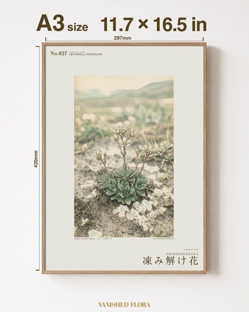 Fictional Thaw Bloom Herbarium Plate – Cryophila Pergelida, Cottagecore Wall Art (Digital Download) image 5