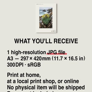 Seabird Cliffbloom Archive Photograph — Extinct Yellow Daisy of the Seabird Stacks, Guanophila maritima, Cottagecore Decor image 8