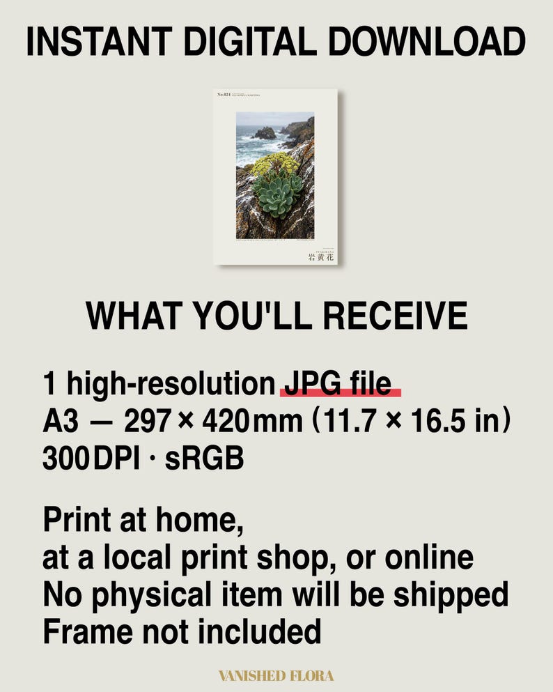 Seabird Cliffbloom Archive Photograph — Extinct Yellow Daisy of the Seabird Stacks, Guanophila maritima, Cottagecore Decor image 8