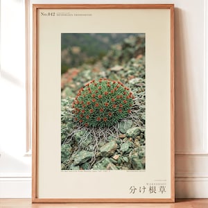 Split-root Herb Photograph – Bifidoradix troodosensis, Dark Academia Decor (Digital Download)