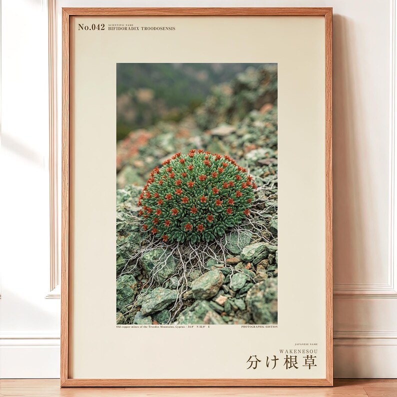 Fotografía de hierba de raíz partida – Bifidoradix troodosensis, decoración Dark Academia (descarga digital) imagen 1