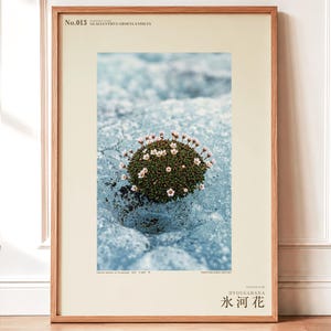 Glacier Bloom Specimen Photograph – Vanished Greenland Flower (Digital Download)