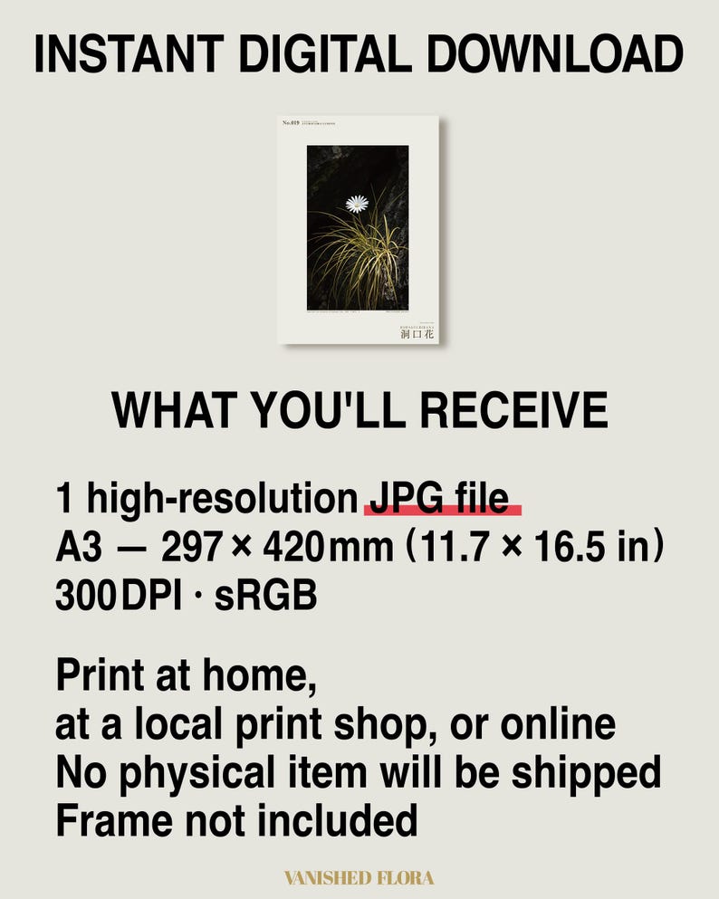 Cave-mouth Bloom Specimen Print – Antroflora luminis, Moody Nature Photography (Digital Download) image 8