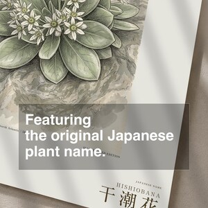 Extinct Shore Flower Print – Aestulittora Atlantica, Hebrides Botanical Art (Digital Download) image 6