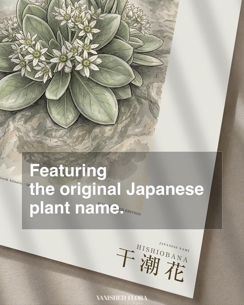 Extinct Shore Flower Print – Aestulittora Atlantica, Hebrides Botanical Art (Digital Download) image 6