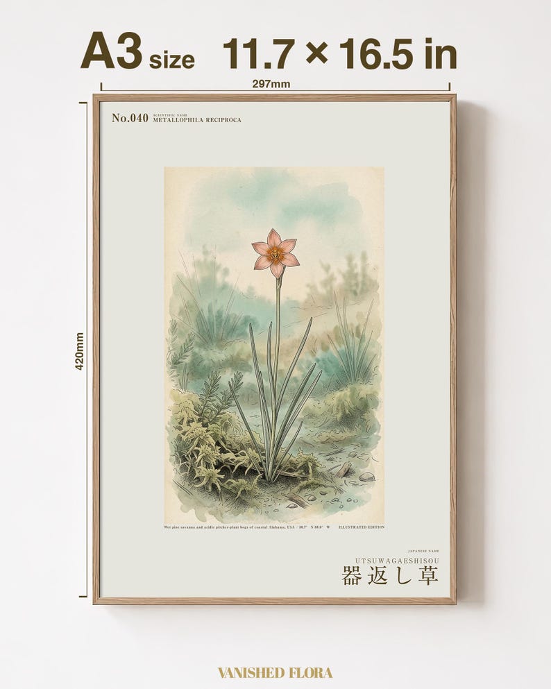 Vessel-return Herb Print – Metallophila Reciproca Botanical Art (Digital Download) image 5