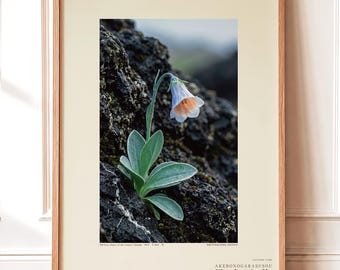 Fictional Aurora Glasscup Print – Canary Lava Mist Botanical Art (Digital Download)