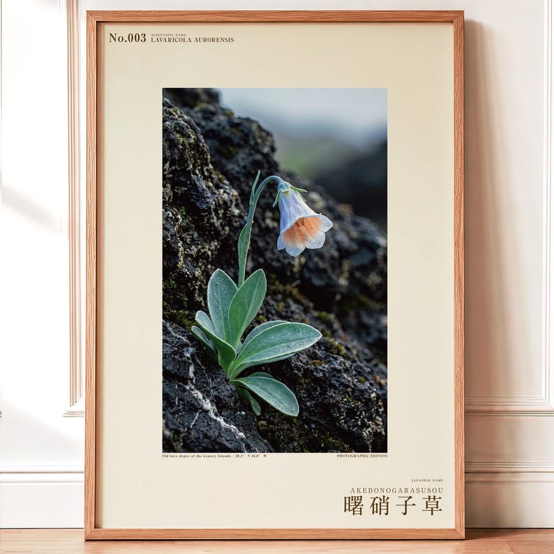 Fictional Aurora Glasscup Print – Canary Lava Mist Botanical Art (Digital Download) image 1