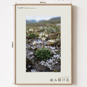 Thaw Bloom Botanical Print – Cryophila pergelida Tundra Flower (Digital Download) image 5