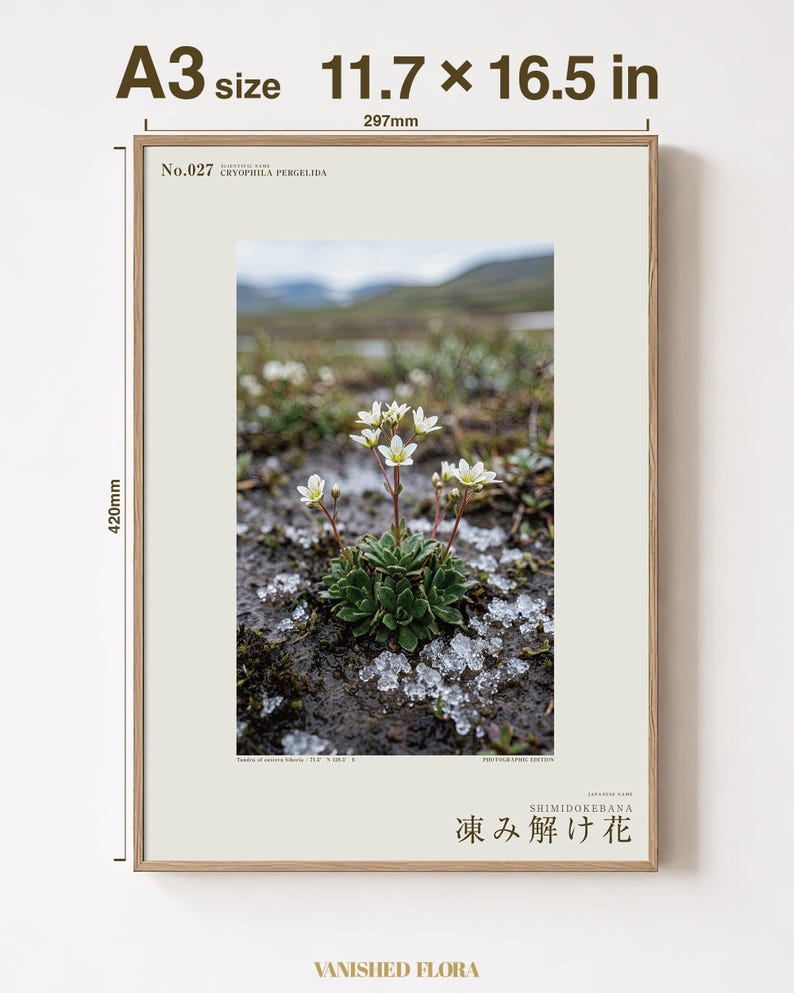 Thaw Bloom Botanical Print – Cryophila pergelida Tundra Flower (Digital Download) image 5