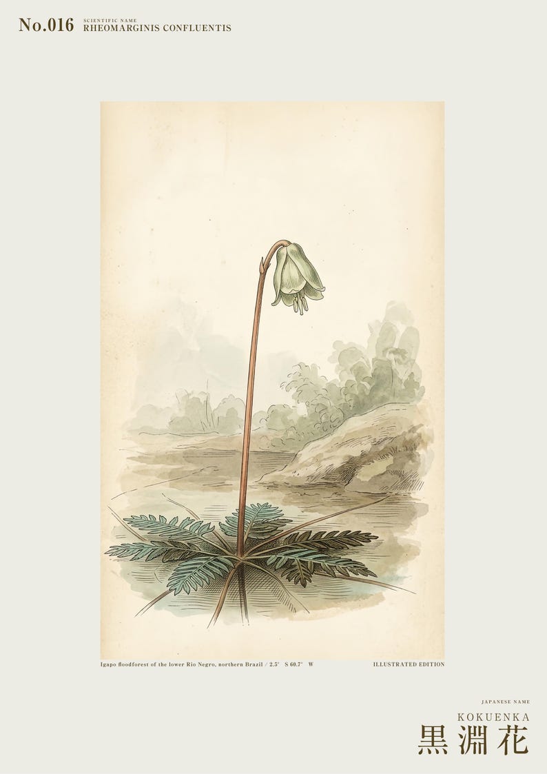 Imaginary Blackwater Flower Print – Rio Negro Bloom, Dark Academia Botanical Art (Digital Download) image 2