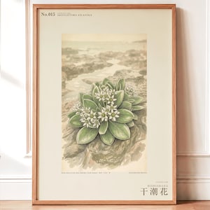 Extinct Shore Flower Print – Aestulittora Atlantica, Hebrides Botanical Art (Digital Download) image 1