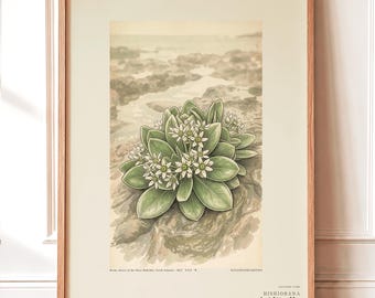 Extinct Shore Flower Print – Aestulittora Atlantica, Hebrides Botanical Art (Digital Download)