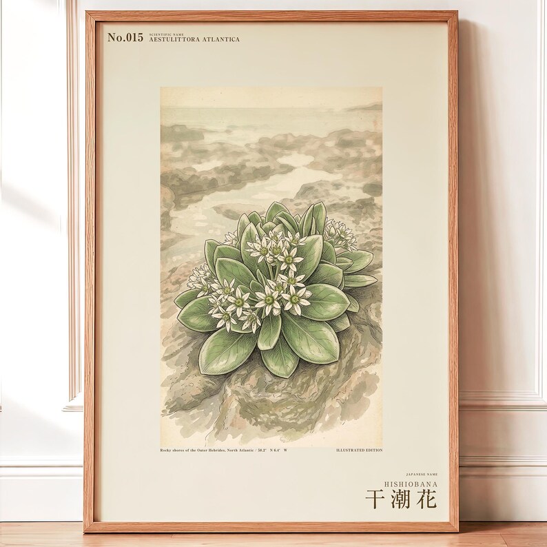 Extinct Shore Flower Print – Aestulittora Atlantica, Hebrides Botanical Art (Digital Download) image 1