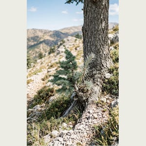 Two-form Cedar Print – Cedrus bimorpha atlasiana, Moody Nature Photography (Digital Download) image 2