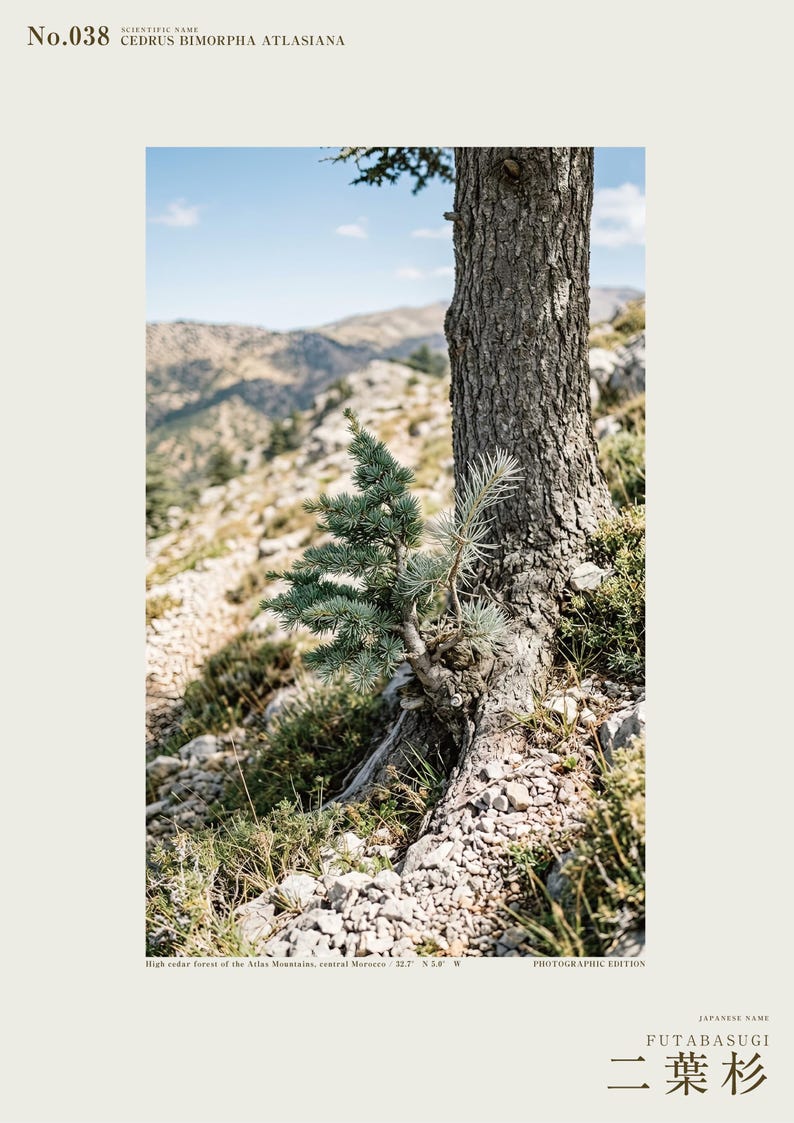Two-form Cedar Print – Cedrus bimorpha atlasiana, Moody Nature Photography (Digital Download) image 2