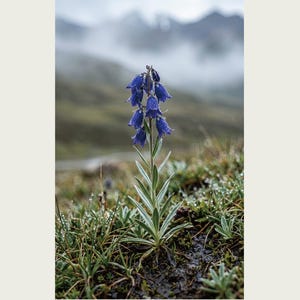 Afterstorm Bloom Print – Extinct Tibetan Flower, Naturalist Wall Decor (Digital Download) image 2