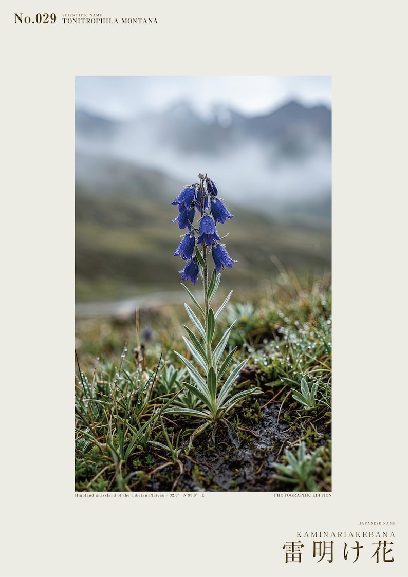 Afterstorm Bloom Print – Extinct Tibetan Flower, Naturalist Wall Decor (Digital Download) image 2