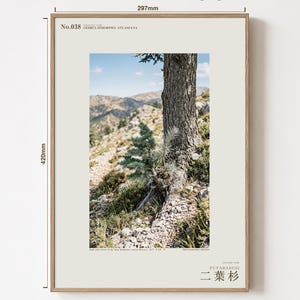 Two-form Cedar Print – Cedrus bimorpha atlasiana, Moody Nature Photography (Digital Download) image 5