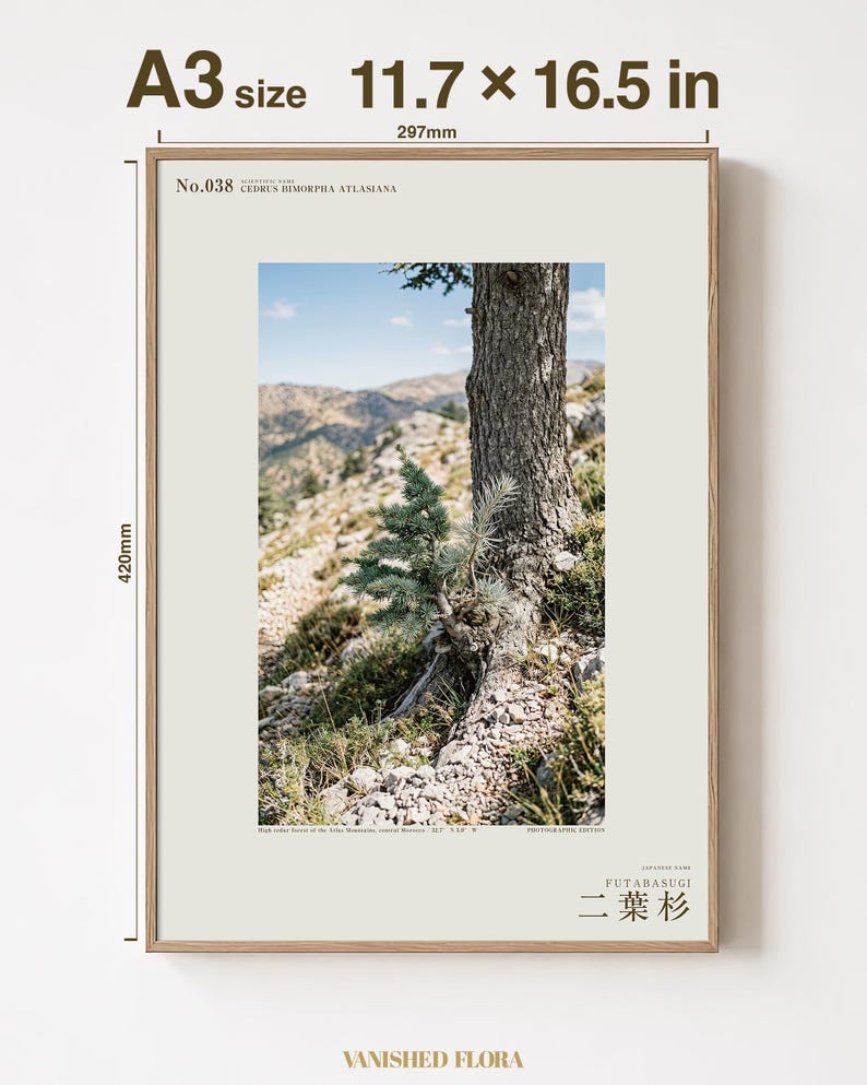 Two-form Cedar Print – Cedrus bimorpha atlasiana, Moody Nature Photography (Digital Download) image 5