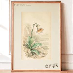 Imaginary Botanical Print – Aurora Glasscup, Canary Islands Lava Flower (Digital Download) image 1