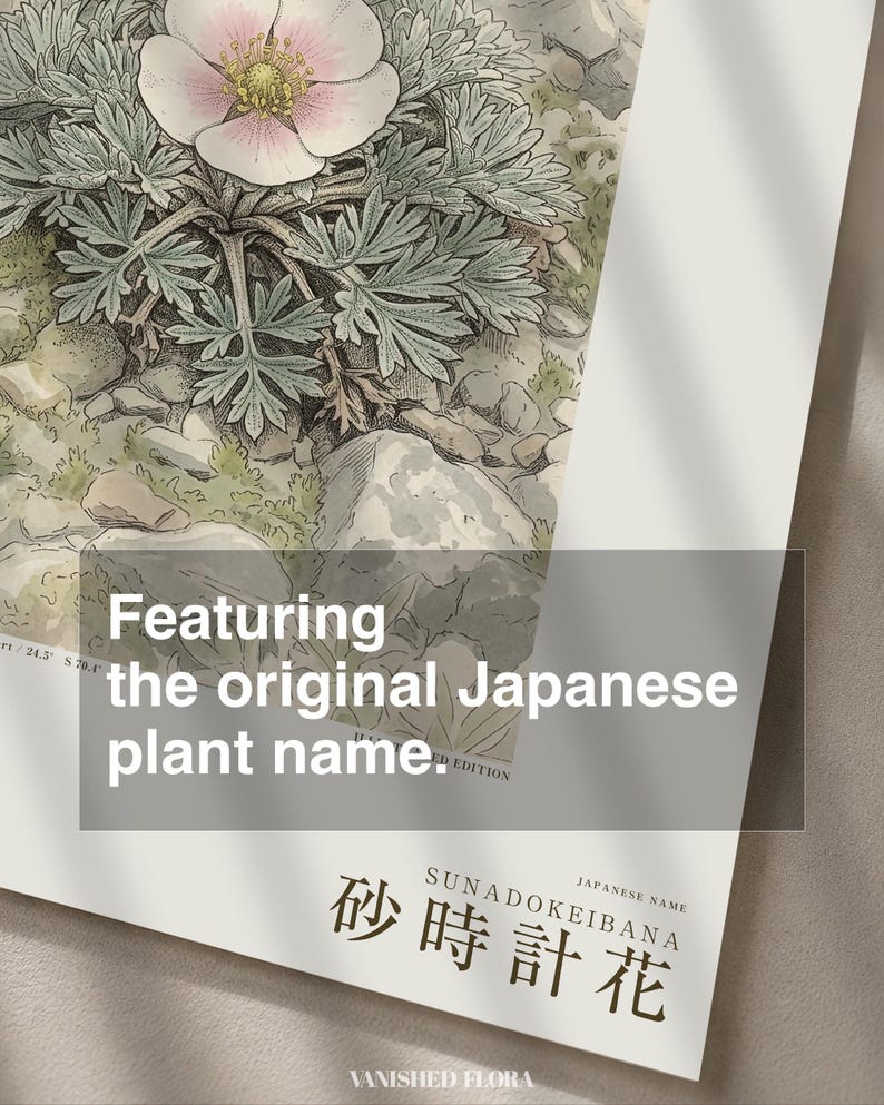 Fog Hourglass Botanical Print – Imaginary Atacama Desert Flower (Digital Download) image 6