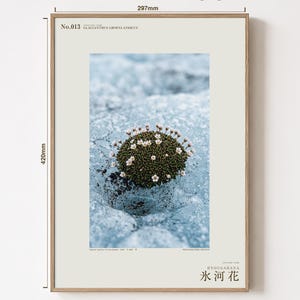 Glacier Bloom Specimen Photograph – Vanished Greenland Flower (Digital Download) image 5