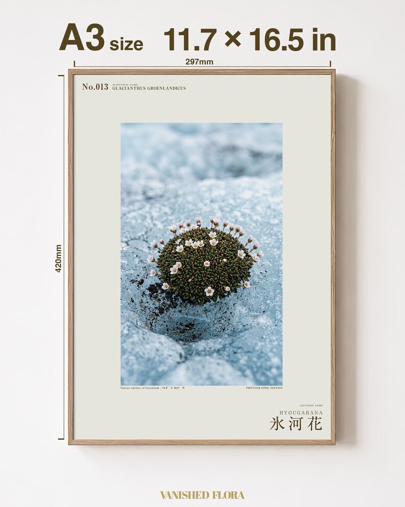 Glacier Bloom Specimen Photograph – Vanished Greenland Flower (Digital Download) image 5