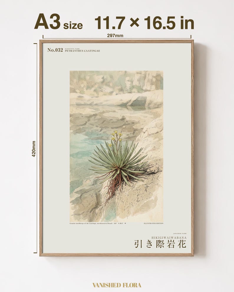 Receding Rockbloom Expedition Sketch – Fictional Caatinga Flower Print (Digital Download) image 5