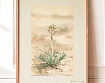 Soda-breath Herb Print – Sodaphyton pannonicum Botanical Study (Digital Download)