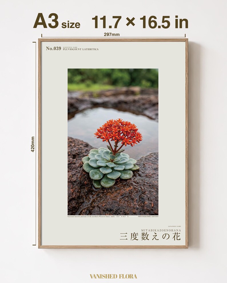 Thrice-count Flower Photograph – Pluviocount Lateritica, Dark Academia Art (Digital Download) image 5