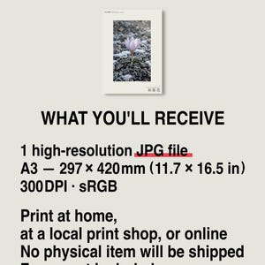 First-frost Bloom Photograph – Pruinanthus alpinus Alpine Flower Print (Digital Download) image 8