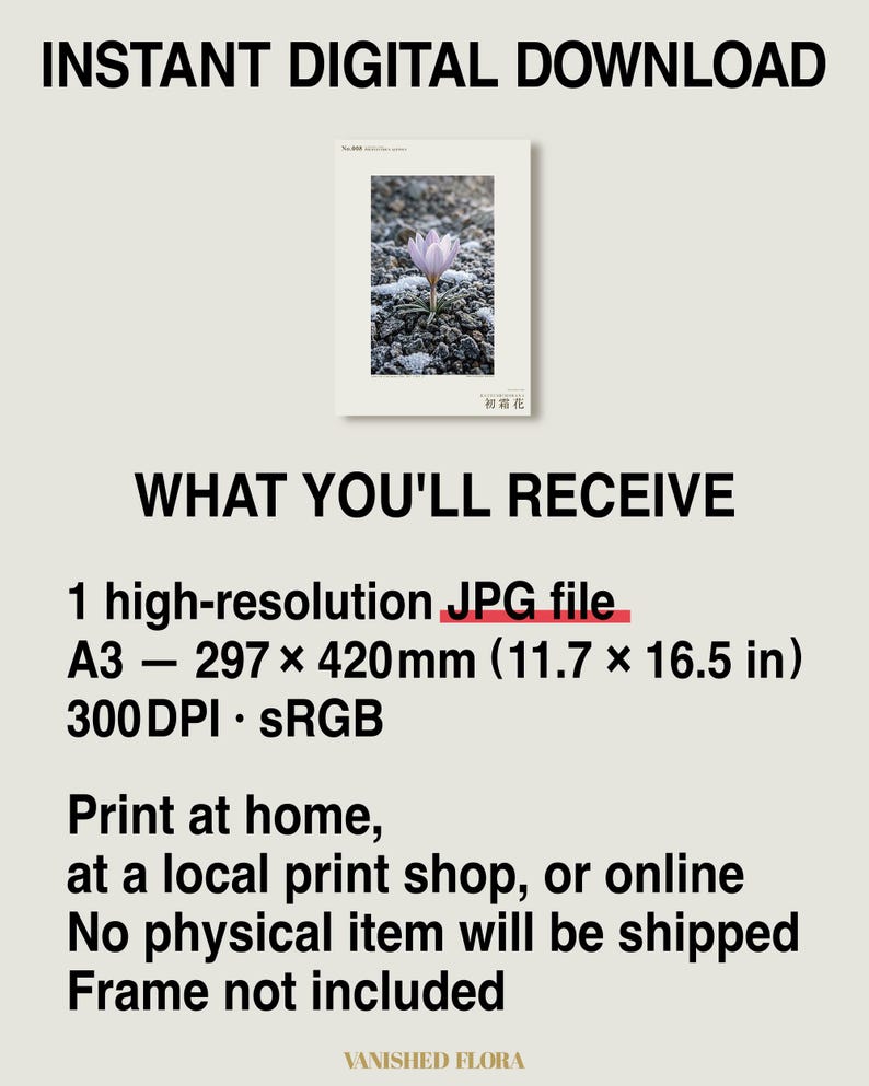 First-frost Bloom Photograph – Pruinanthus alpinus Alpine Flower Print (Digital Download) image 8