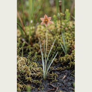 Imaginärer Moorkrautdruck – Silberfadenblätter, dokumentierte Flora (Digitaler Download) Bild 2