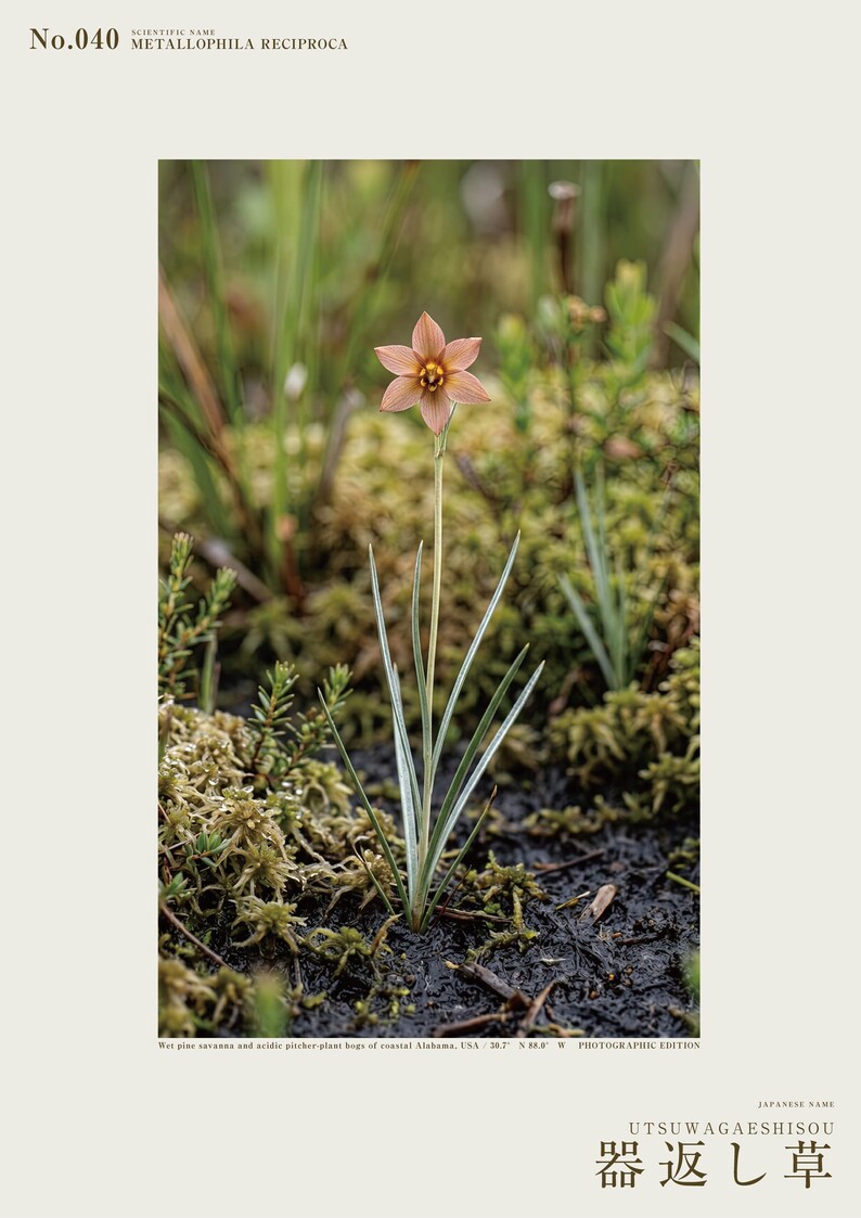 Imaginärer Moorkrautdruck – Silberfadenblätter, dokumentierte Flora (Digitaler Download) Bild 2