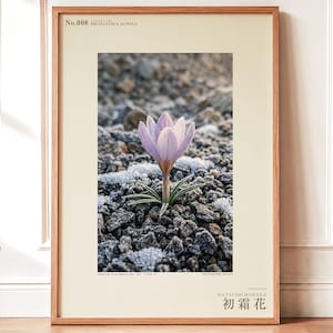 First-frost Bloom Photograph – Pruinanthus alpinus Alpine Flower Print (Digital Download) image 1