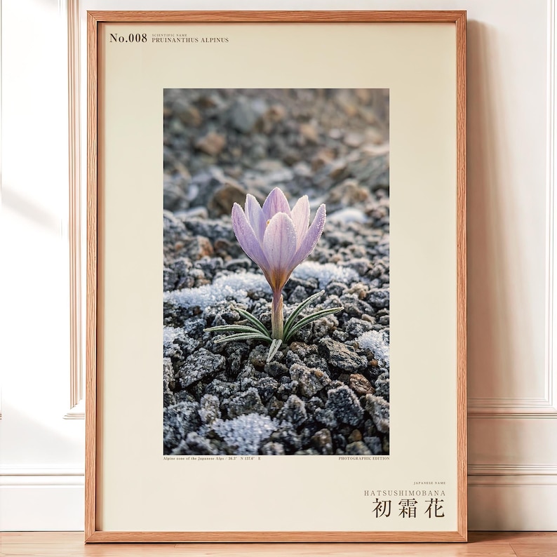 First-frost Bloom Photograph – Pruinanthus alpinus Alpine Flower Print (Digital Download) image 1