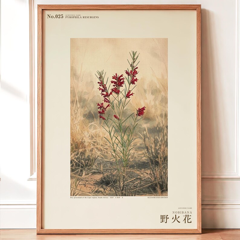 Fireborn Bloom Print – Pyrophila Resurgens, Extinct Cape Flower, Dark Academia Wall Art (Digital Download) image 1