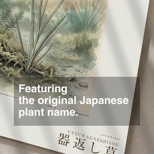 Vessel-return Herb Print – Metallophila Reciproca Botanical Art (Digital Download) image 6