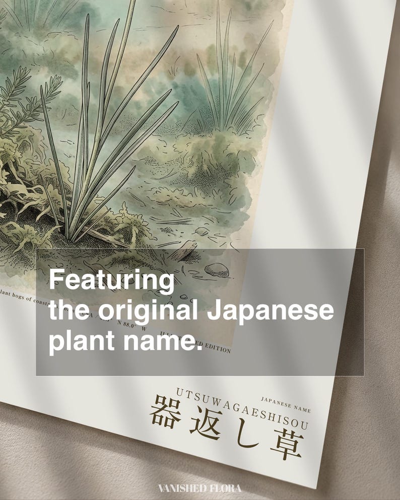 Vessel-return Herb Print – Metallophila Reciproca Botanical Art (Digital Download) image 6